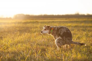 Illustration de l'article : Les déjections canines nuisibles pour la biodiversité ? Les scientifiques exhortent les propriétaires à ramasser derrière leurs chiens !