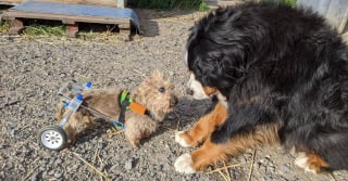 Illustration de l'article : L’admirable combat d’une chienne sénior, handicapée et aveugle qui s’agrippe à la vie de toutes ses forces