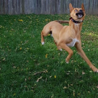 Illustration de l'article : 16 photos amusantes de chiens qui se révèlent des boute-en-train !