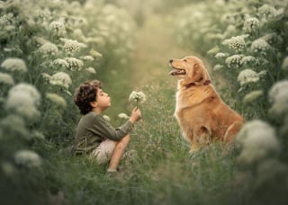 Illustration de l'article : 17 photos illustrant les douces aventures d'un garçon et de son Golden Retriever