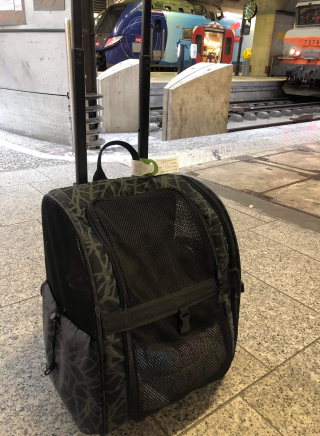 Illustration de l'article : Un sac de transport contenant un chat est retrouvé dans un TGV, une association de sauvetage animalier mène l'enquête