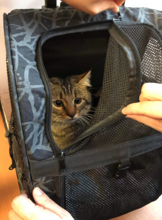 Illustration de l'article : Un sac de transport contenant un chat est retrouvé dans un TGV, une association de sauvetage animalier mène l'enquête