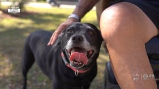 Illustration de l'article : En aboyant bruyamment, cette chienne sauve la vie de son propriétaire en fauteuil roulant tombé dans un lac