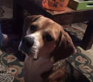 Illustration de l'article : Une famille adopte un Beagle déclaré disparu par sa propriétaire et refuse de lui rendre malgré les 4 500 € de récompense