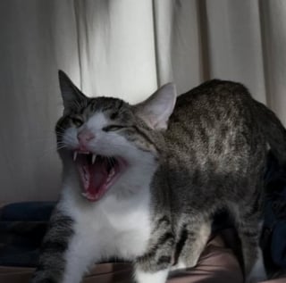 Illustration de l'article : 15 photos de chats qui montrent clairement à quel point ils sont fatigués