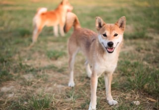 Illustration de l'article : Découvrez 10 chiens à la longévité remarquable 