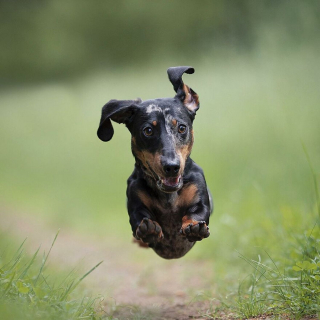 Illustration de l'article : 18 chiens sportifs et joueurs photographiés en pleine action