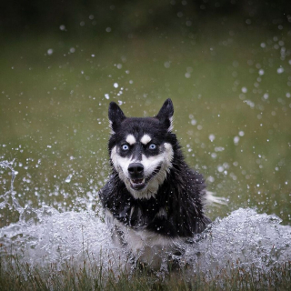 Illustration de l'article : 18 chiens sportifs et joueurs photographiés en pleine action