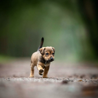 Illustration de l'article : 18 chiens sportifs et joueurs photographiés en pleine action