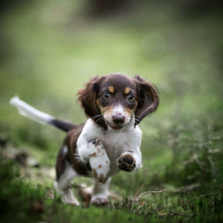 Illustration de l'article : 18 chiens sportifs et joueurs photographiés en pleine action