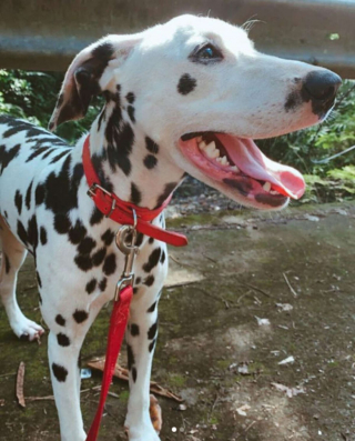 Illustration de l'article : La promenade de ce Dalmatien et de son propriétaire vire en opération de sauvetage après la découverte d'un chiot décharné (vidéo)