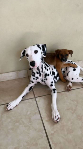 Illustration de l'article : La promenade de ce Dalmatien et de son propriétaire vire en opération de sauvetage après la découverte d'un chiot décharné (vidéo)