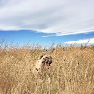 Illustration de l'article : 20 photos d'un Carlin épris d'aventures avec son humain préféré