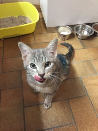 Illustration de l'article : Victime d'une attaque de rapace, ce chaton errant et blessé retombe sur ses pattes avec l'aide d'une association nordiste (vidéo)