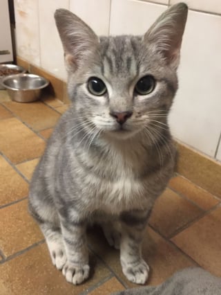 Illustration de l'article : Victime d'une attaque de rapace, ce chaton errant et blessé retombe sur ses pattes avec l'aide d'une association nordiste (vidéo)