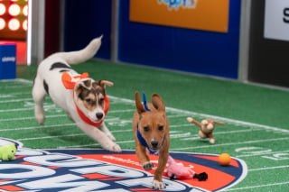 Illustration de l'article : Retour sur le Puppy Bowl 2022 : le Super Bowl des chiots issus de refuges, réunis pour un faux match de football américain puis proposés à l'adoption