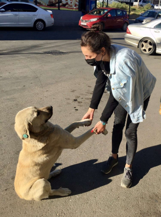 Illustration de l'article : Une caméra de surveillance capture l'amitié magnifique entre une employée de bureau et les chiens errants du quartier