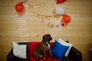 Illustration de l'article : Un chien toujours en attente d'adoption après 200 jours dans un refuge, malgré une fête d'adoption de la Saint-Valentin où personne ne s'est présenté !