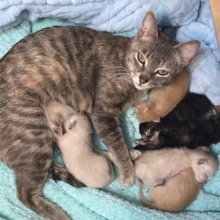 Illustration de l'article : Une chatte et ses chatons abandonnés dans une caisse de transport sur le trottoir heureux de profiter de leur nouveau nid douillet