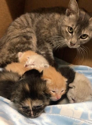 Illustration de l'article : Une chatte et ses chatons abandonnés dans une caisse de transport sur le trottoir heureux de profiter de leur nouveau nid douillet