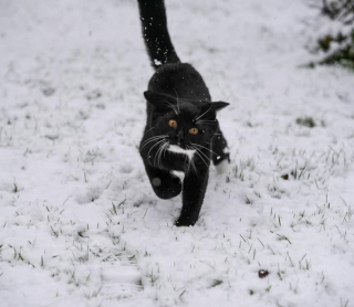 Illustration de l'article : 13 photos de chats et de chiens loufoques qui ont pour mission : vous faire sourire !