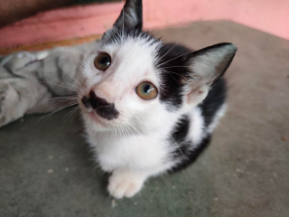 Illustration de l'article : 13 photos de chats et de chiens loufoques qui ont pour mission : vous faire sourire !