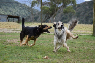 Illustration de l'article : 13 photos de chats et de chiens loufoques qui ont pour mission : vous faire sourire !