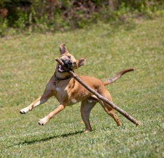 Illustration de l'article : 13 photos de chats et de chiens loufoques qui ont pour mission : vous faire sourire !