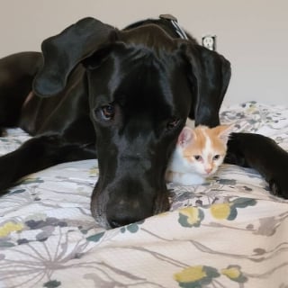 Illustration de l'article : 20 photos représentant un Dogue Allemand heureux d'être entouré de chatons 