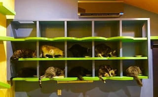 Illustration de l'article : Découvrez en 20 photos une maison spécialement aménagée pour une vingtaine de chats !