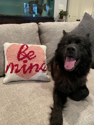 Illustration de l'article : Une chienne ressemblant à une chauve-souris déniche le foyer de ses rêves grâce à son physique original