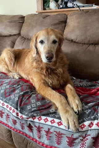 Illustration de l'article : Un Labrador salué comme un héros après avoir averti son propriétaire qu'un Golden Retriever était coincé sous terre (vidéo)