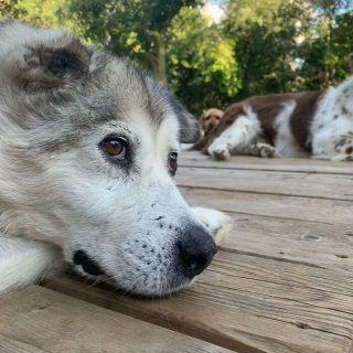 Illustration de l'article : Il rencontre un chien gravement blessé dont "l'âme est brisée" et décide de ne jamais s'en séparer