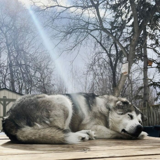 Illustration de l'article : Il rencontre un chien gravement blessé dont "l'âme est brisée" et décide de ne jamais s'en séparer