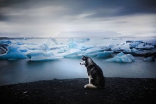 Illustration de l'article : 20 photos d'une beauté époustouflante représentant des chiens voyageurs