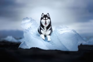 Illustration de l'article : 20 photos d'une beauté époustouflante représentant des chiens voyageurs