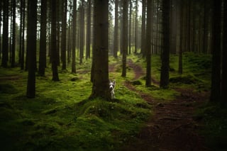 Illustration de l'article : 20 photos d'une beauté époustouflante représentant des chiens voyageurs