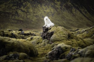 Illustration de l'article : 20 photos d'une beauté époustouflante représentant des chiens voyageurs