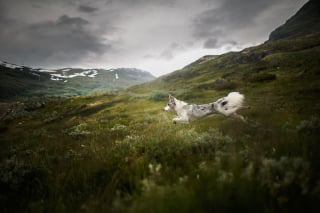 Illustration de l'article : 20 photos d'une beauté époustouflante représentant des chiens voyageurs