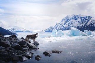 Illustration de l'article : 20 photos d'une beauté époustouflante représentant des chiens voyageurs