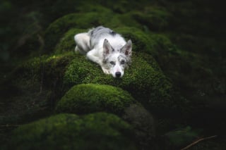 Illustration de l'article : 20 photos d'une beauté époustouflante représentant des chiens voyageurs