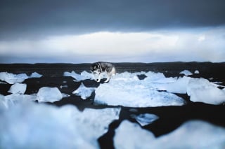 Illustration de l'article : 20 photos d'une beauté époustouflante représentant des chiens voyageurs