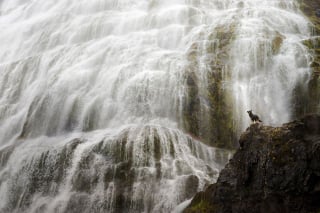 Illustration de l'article : 20 photos d'une beauté époustouflante représentant des chiens voyageurs