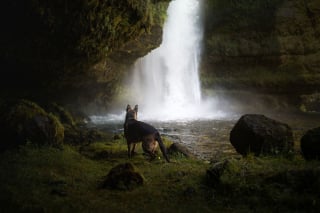 Illustration de l'article : 20 photos d'une beauté époustouflante représentant des chiens voyageurs