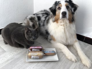 Illustration de l'article : Notre chienne Oria et notre chat Souris ont testé les recettes personnalisées Elmut. Quel est leur verdict ?