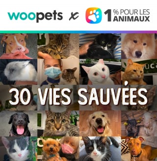 Illustration de l'article : YouCare annonce son 30e animal sauvé grâce au programme Nouvelle Vie et le label 1% Pour les Animaux