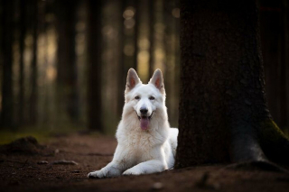 Illustration de l'article : 20 splendides portraits de chiens posant dans un écrin de verdure