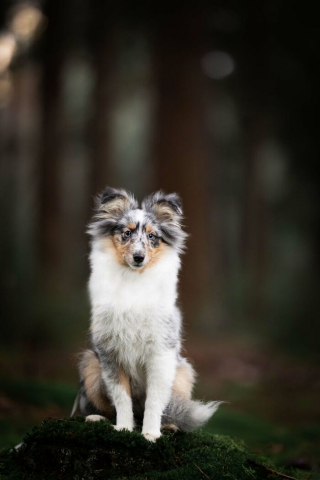 Illustration de l'article : 20 splendides portraits de chiens posant dans un écrin de verdure