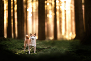 Illustration de l'article : 20 splendides portraits de chiens posant dans un écrin de verdure