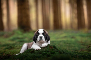 Illustration de l'article : 20 splendides portraits de chiens posant dans un écrin de verdure